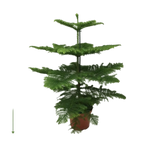 Araucaria Heterophylla - Ø21cm - ↕70cm Everspring