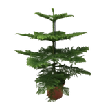 Araucaria Heterophylla - Ø21cm - ↕70cm Everspring