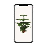Araucaria Heterophylla - Ø21cm - ↕70cm Everspring