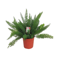 Asperges D. Meyers - Ø27cm - ↕60cm - GREEN OASIS - SHOP Plantes vertes originales livrées à votre domicile