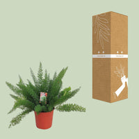 Asperges D. Meyers - Ø27cm - ↕60cm - GREEN OASIS - SHOP Plantes vertes originales livrées à votre domicile