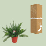 Asperges D. Meyers - Ø27cm - ↕60cm - GREEN OASIS - SHOP Plantes vertes originales livrées à votre domicile