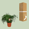 Asperges Setaceus - Ø27cm - ↕70cm - GREEN OASIS - SHOP