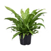 Asplenium Antiquum - Ø23cm - ↕60cm - GREEN OASIS - SHOP Plantes vertes originales livrées à votre domicile