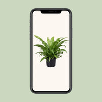Asplenium Antiquum - Ø23cm - ↕60cm - GREEN OASIS - SHOP Plantes vertes originales livrées à votre domicile