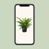 Asplenium Antiquum - Ø23cm - ↕60cm - GREEN OASIS - SHOP Plantes vertes originales livrées à votre domicile