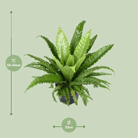 Asplenium Antiquum Osaka - Ø23cm - ↕60cm Everspring