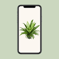 Asplenium Antiquum Osaka - Ø23cm - ↕60cm Everspring