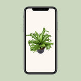 Asplenium Nidus Crissie - Ø23cm - ↕55cm - GREEN OASIS - SHOP