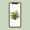 Asplenium Nidus Crissie - Ø23cm - ↕55cm - GREEN OASIS - SHOP