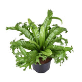 Asplenium Nidus Crissie - Ø23cm - ↕55cm - GREEN OASIS - SHOP