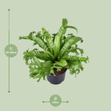 Asplenium Nidus Crissie - Ø23cm - ↕55cm - GREEN OASIS - SHOP