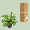 Asplenium Nidus Crissie - Ø23cm - ↕55cm - GREEN OASIS - SHOP