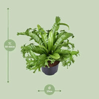 Asplenium Nidus Crissie - Ø23cm - ↕55cm - GREEN OASIS - SHOP