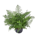 Asplenium Parvati - Ø23cm - ↕55cm Everspring
