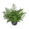 Asplenium Parvati - Ø23cm - ↕55cm Everspring