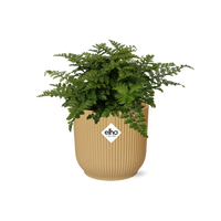 Asplenium Parvati + pot ELHO Vibes Fold 14 cm jaune Everspring