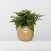 Asplenium Parvati + pot ELHO Vibes Fold 14 cm jaune Everspring