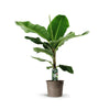 Bananier (Musa) - 140 cm - Ø27cm - GREEN OASIS - SHOP Plantes vertes originales livrées à votre domicile