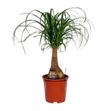 Beaucarnea Nolina - Ø19cm - ↕60cm Everspring
