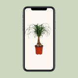 Beaucarnea Nolina - Ø19cm - ↕60cm Everspring