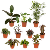 Boîte MIX de plantes pour extérieur - Ø12cm - 10x Everspring