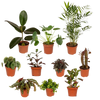Boîte MIX de plantes pour extérieur - Ø12cm - 10x Everspring