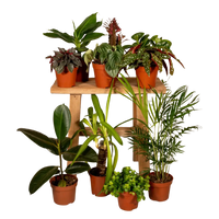 Boîte MIX de plantes pour extérieur - Ø12cm - 10x Everspring