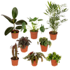 Boîte MIX de plantes pour extérieur - Ø12cm - 8x Everspring
