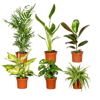 Boîte surprise - Ø12cm - ↕25cm - x6 Everspring