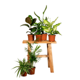 Boîte surprise - Ø12cm - ↕25cm - x6 Everspring