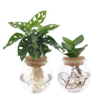 Bolglas Duo Monstera Adansonii/Clusia - 2 pièces - Ø12cm - ↕30 cm - GREEN OASIS - SHOP Plantes vertes originales livrées à votre domicile