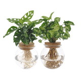 Bolglas Duo Monstera Adansonii/Syngonium Vert - 2 pièces - Ø12cm - ↕12 - 30cm - GREEN OASIS - SHOP