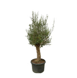 Bonsaï Olea Europaea - 250cm - Ø65 - GREEN OASIS - SHOP