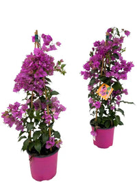 Bougainvillier Sanderiana Piramide - 1 pièce - Ø17cm - ↕70cm - GREEN OASIS - SHOP Plantes vertes originales livrées à votre domicile