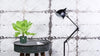 Brighamia Insignis 'Palmier d'Hawaï' P12 - Ø12cm - ↕37cm - GREEN OASIS - SHOP Plantes vertes originales livrées à votre domicile