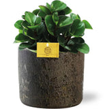 Buisson ardent de Peperomia - Ø 15 cm - ↕ 25 cm + Pot Maas D 16 x 14 cm - Marron - GREEN OASIS - SHOP