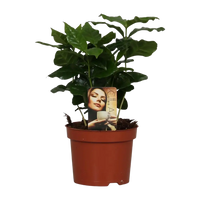 Caféier Arabica - Ø12cm - ↕25cm Everspring