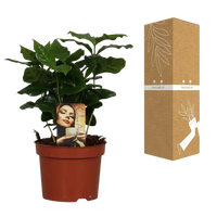 Caféier Arabica - Ø12cm - ↕25cm Everspring