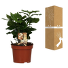 Caféier Arabica - Ø12cm - ↕25cm Everspring