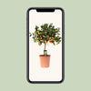 Calamondin aux agrumes - Ø22cm - ↕80cm Everspring