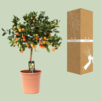 Calamondin aux agrumes - Ø22cm - ↕80cm Everspring