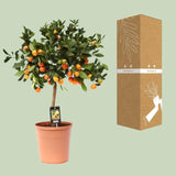 Calamondin aux agrumes - Ø22cm - ↕80cm Everspring