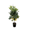 Calamondin (Citrus mitis) 200cm - ø40 - GREEN OASIS - SHOP