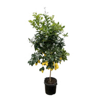 Calamondin (Citrus mitis) 200cm - ø40 - GREEN OASIS - SHOP