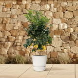 Calamondin (Citrus mitis) 200cm - ø40 - GREEN OASIS - SHOP