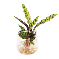 Calathea Insignis en verre Kingston - Ø12cm - ↕30cm Everspring