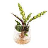 Calathea Insignis en verre Kingston - Ø12cm - ↕30cm Everspring