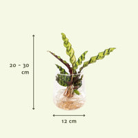 Calathea Insignis en verre Kingston - Ø12cm - ↕30cm Everspring