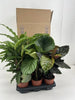 Calathea Mix P14cm Everspring